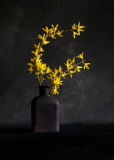 Forsythia flower Poster och Canvastavla