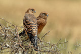 Kestrels couple Poster och Canvastavla