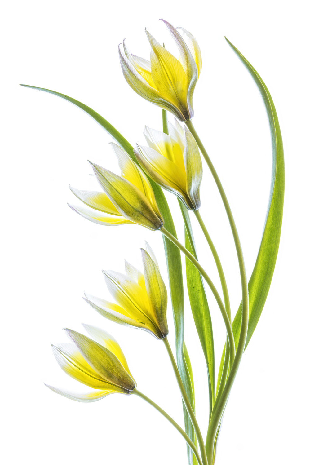 ~Tulipa Poster och Canvastavla