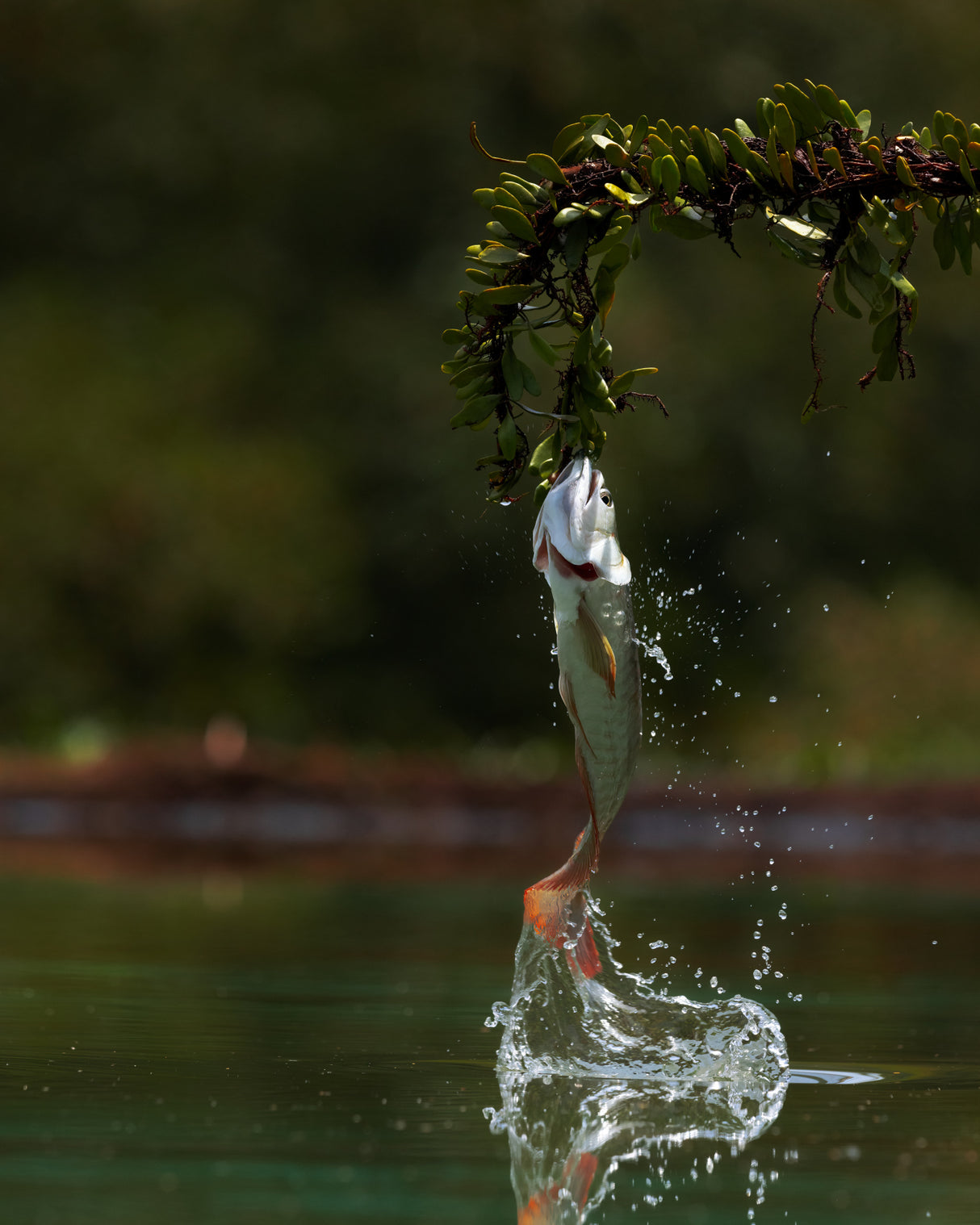 Nice Catch Poster och Canvastavla