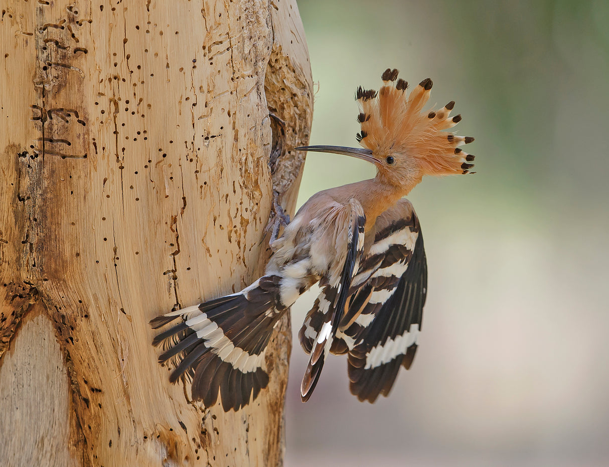 Hoopoe, prepares his nest Poster och Canvastavla
