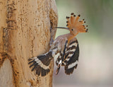 Hoopoe, prepares his nest Poster och Canvastavla