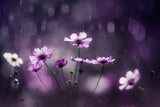 Purple Flash Poster och Canvastavla