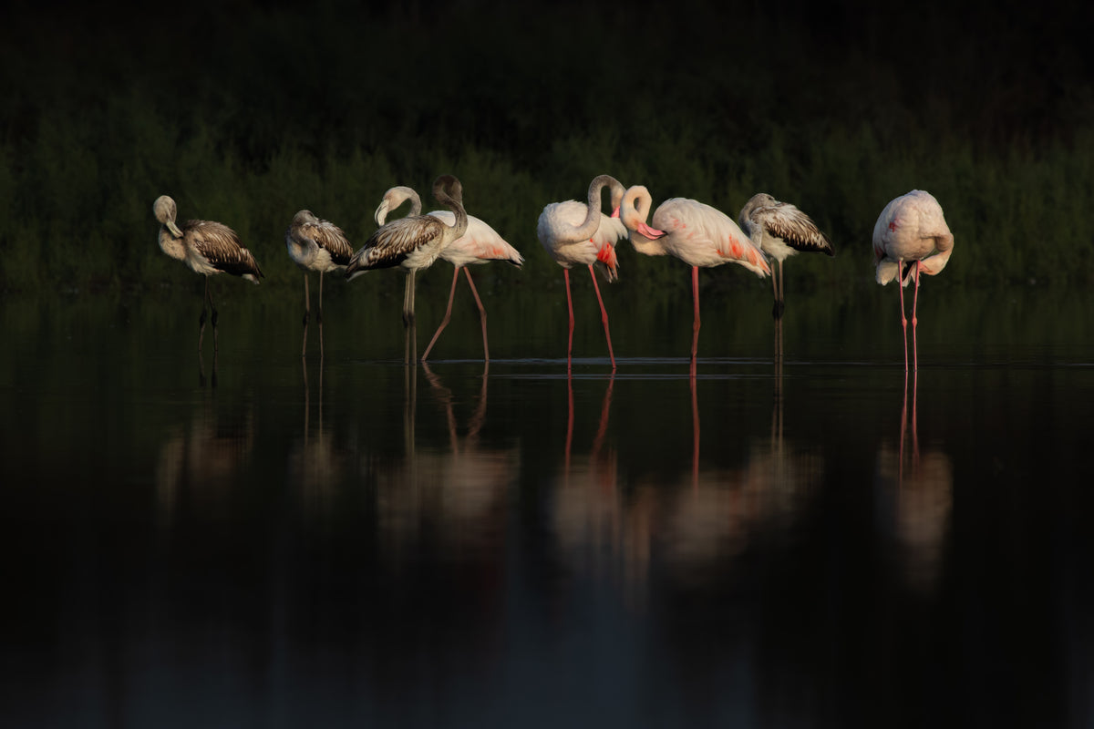 Flamingos Poster och Canvastavla