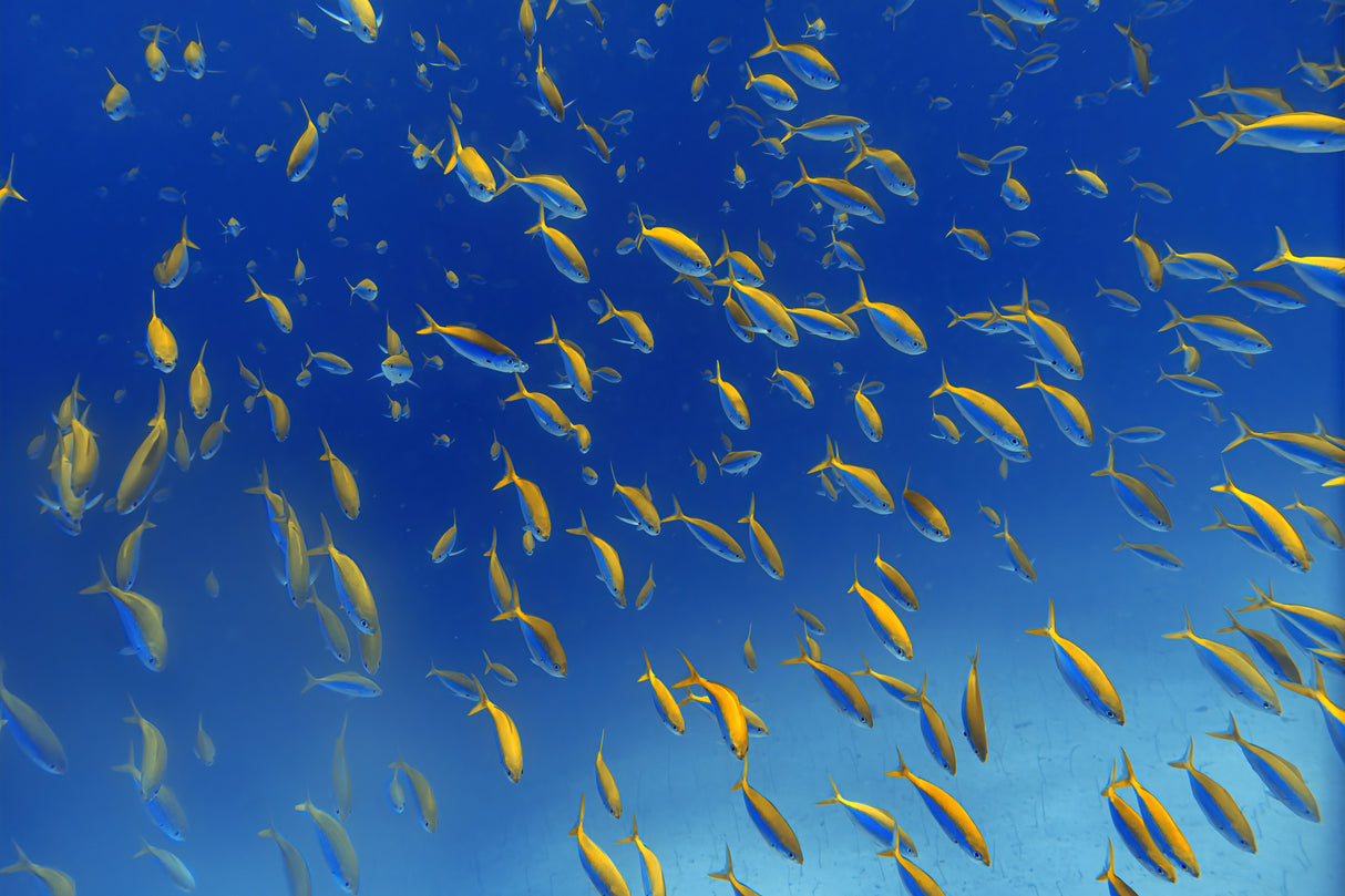 FiSh FrEnZy Poster och Canvastavla