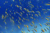 FiSh FrEnZy Poster och Canvastavla