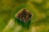 Bird eye Poster och Canvastavla