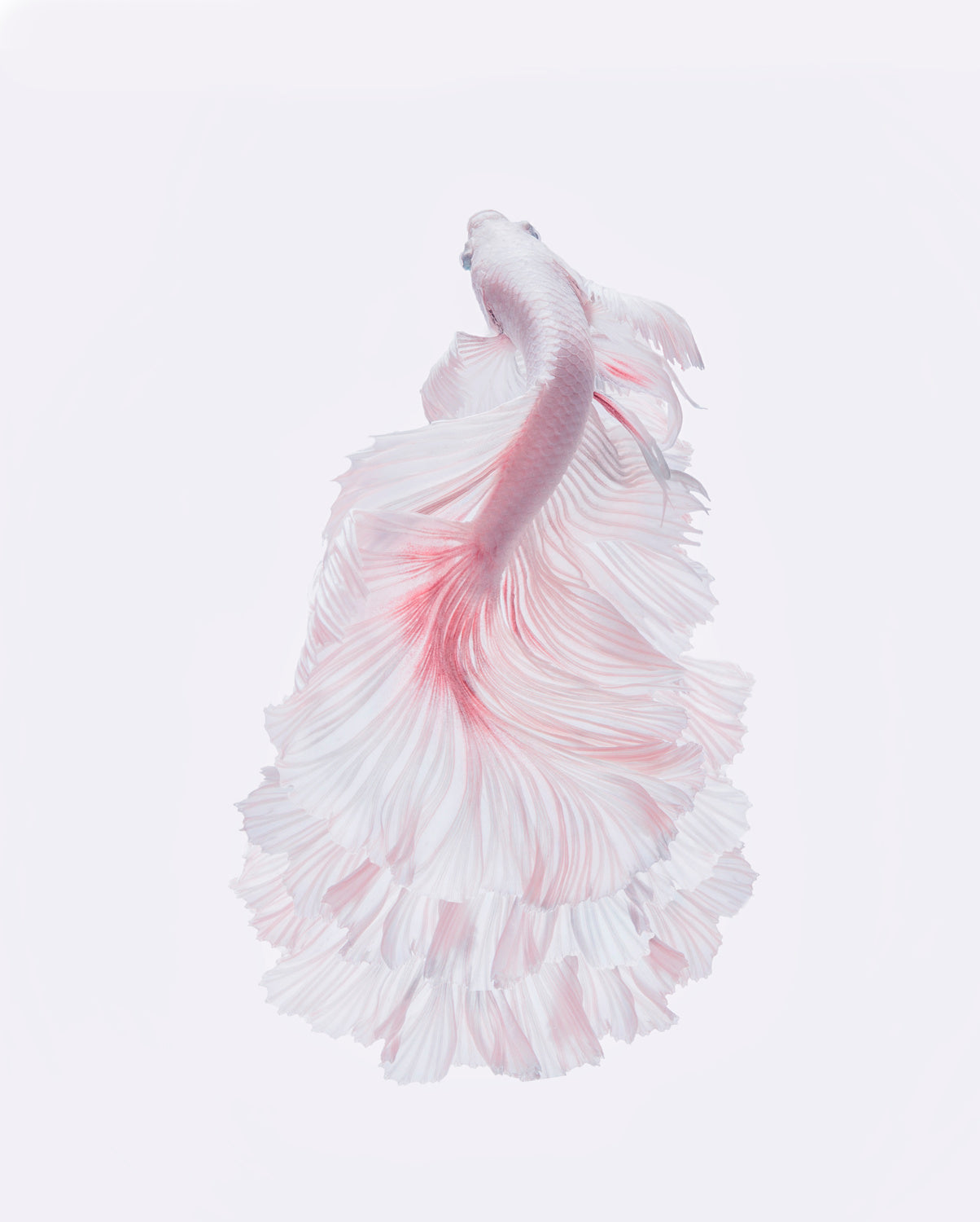 The white dress Poster och Canvastavla