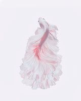 The white dress Poster och Canvastavla