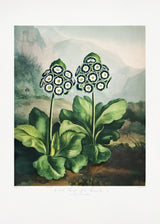 A Group of Auriculas from The Temple of Flora 2 (1807) Poster och Canvastavla