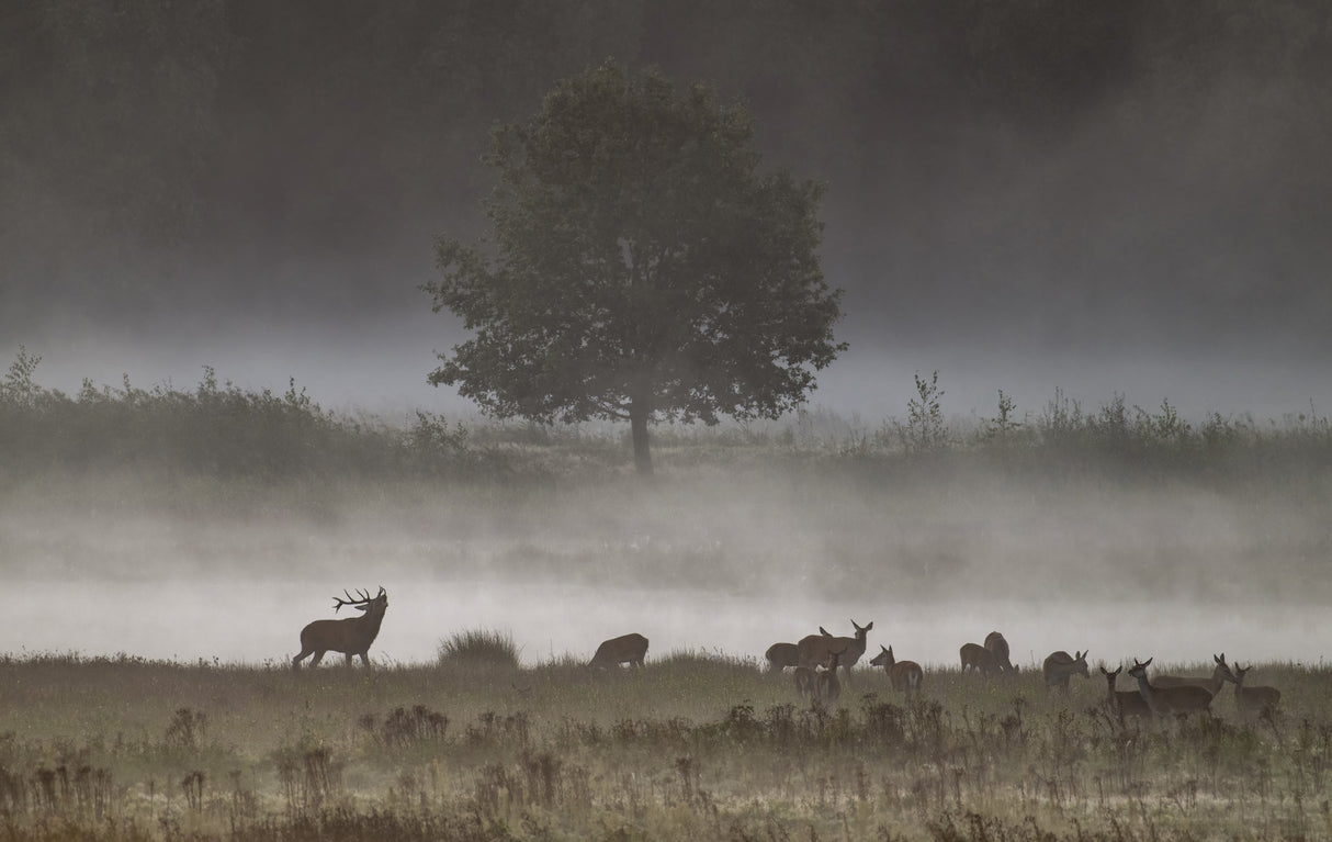 fog Poster och Canvastavla