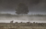 fog Poster och Canvastavla