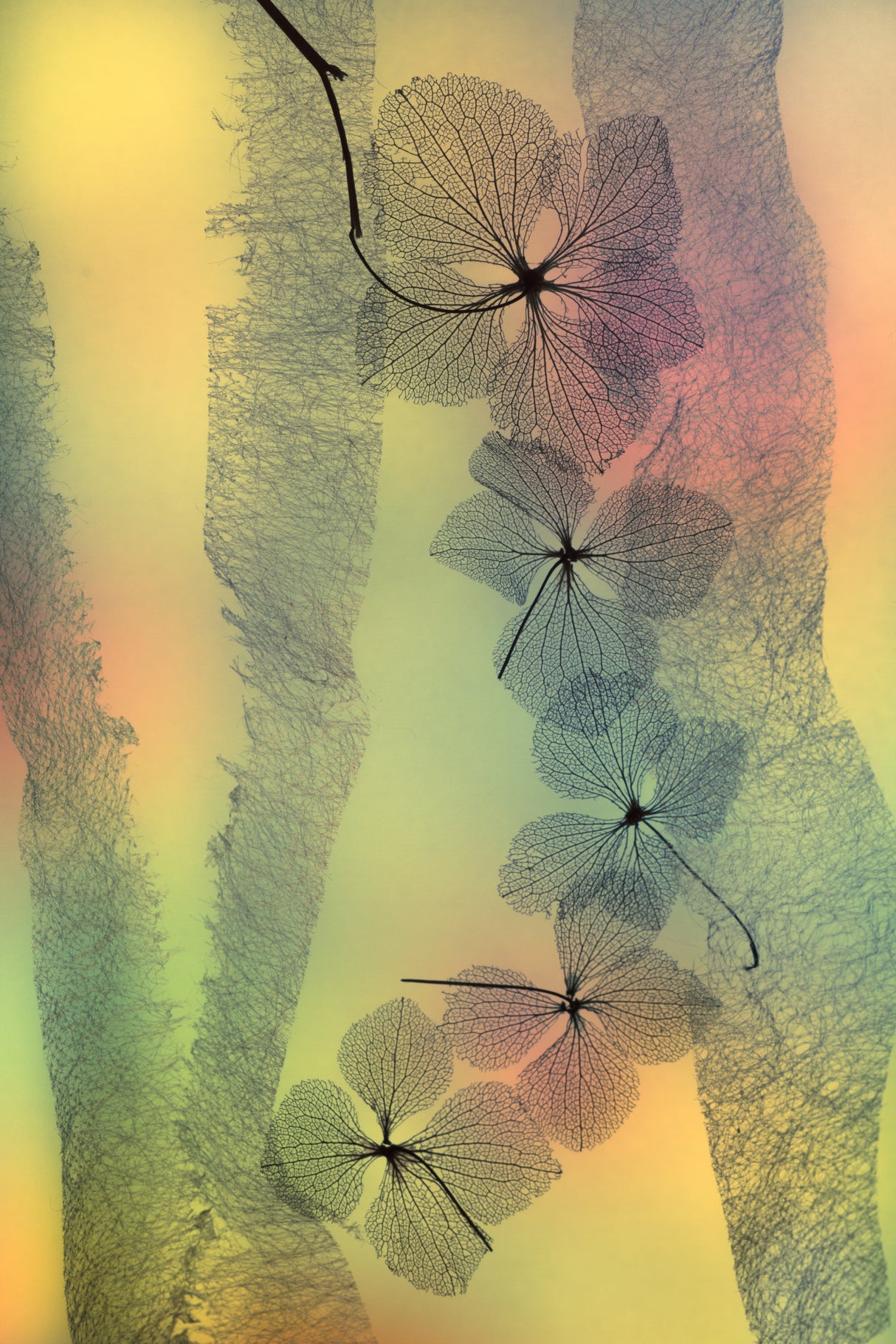 Flower Line Poster och Canvastavla