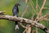 Ashy drongo with prey Poster och Canvastavla