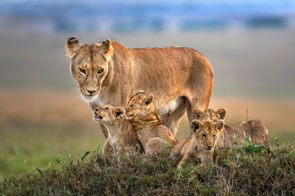 Mom lioness with her cubs Poster och Canvastavla