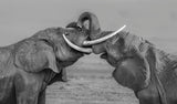 Elephants fighting Poster och Canvastavla