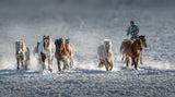 Galloping Horses In Snowy Field Poster och Canvastavla