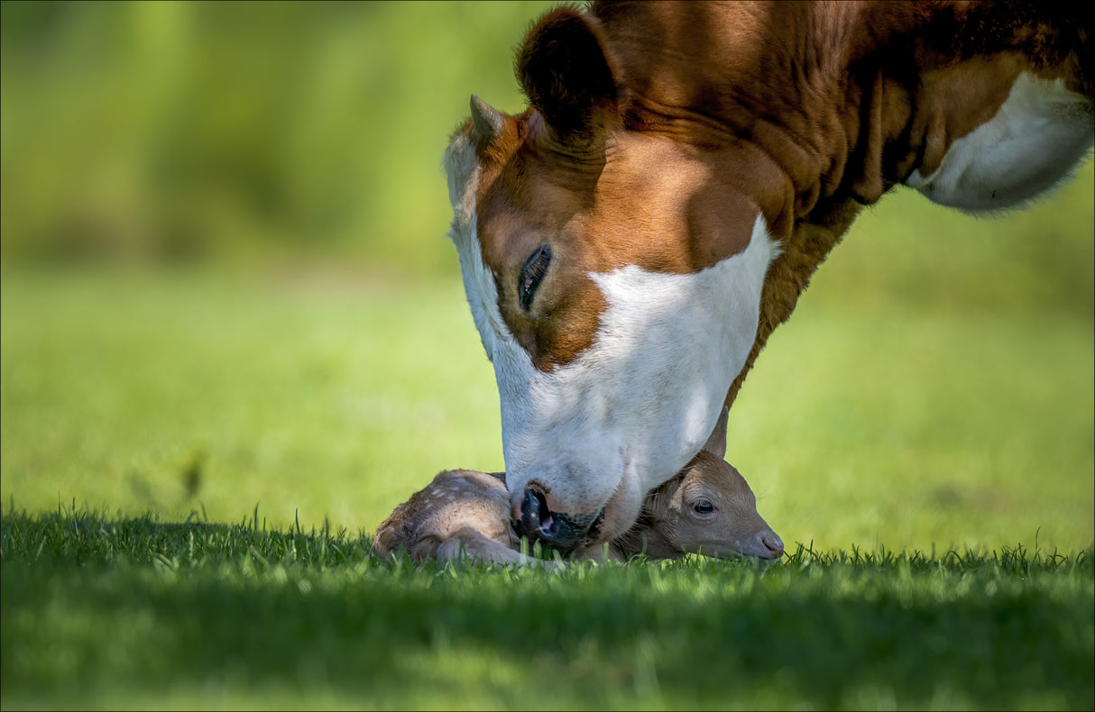 cow deer love Poster och Canvastavla