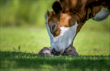 cow deer love Poster och Canvastavla
