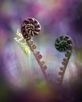 Flower Mantis in Lollipop Land Poster och Canvastavla