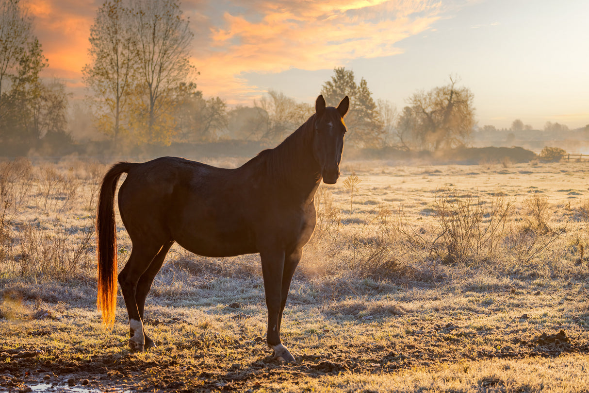 Horse at sunrise Poster och Canvastavla