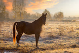 Horse at sunrise Poster och Canvastavla