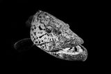 Potato grouper : Black  &amp; White Poster och Canvastavla