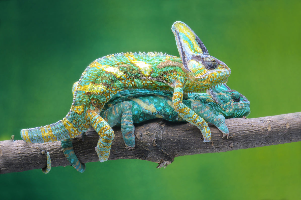 vield chameleon mating Poster och Canvastavla