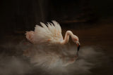 Flamingo's Paradise Poster och Canvastavla