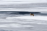 the howl of the coyote Poster och Canvastavla