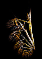 Dead Bush Poster och Canvastavla