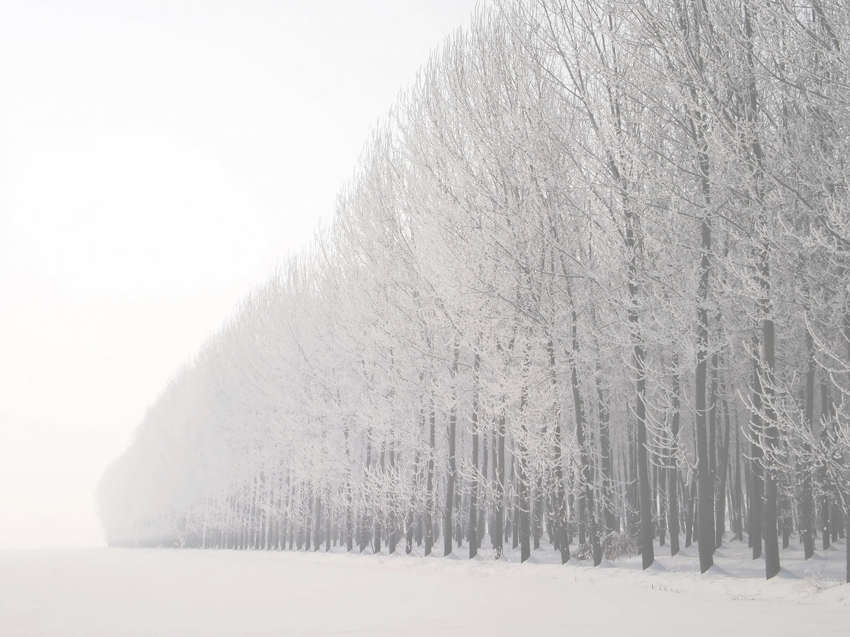 Winter Poster och Canvastavla