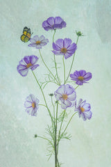 Elegant Cosmos Flowers Poster och Canvastavla