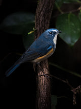 Blue Bird of Happiness Poster och Canvastavla