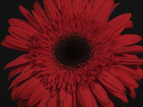 beautiful flower Poster och Canvastavla