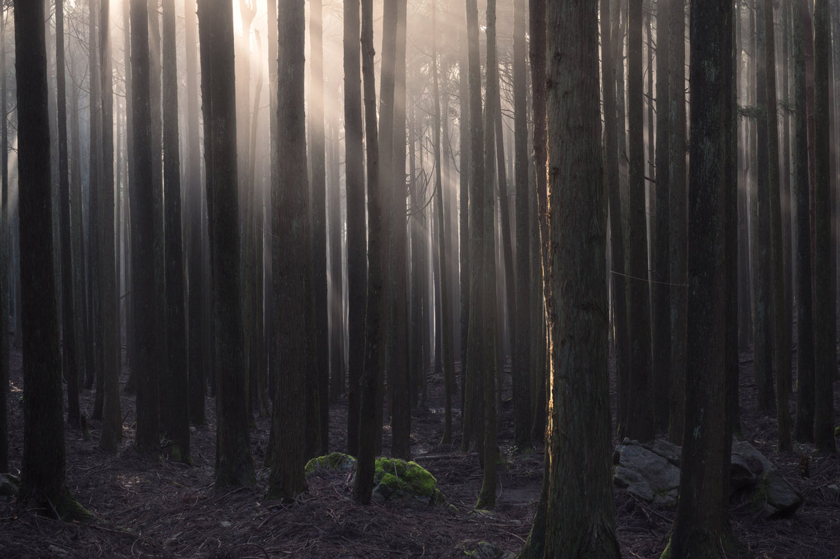 Enveloping the forest Poster och Canvastavla