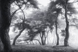 Dancing Trees Poster och Canvastavla