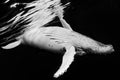 Black &amp; Whale Poster och Canvastavla