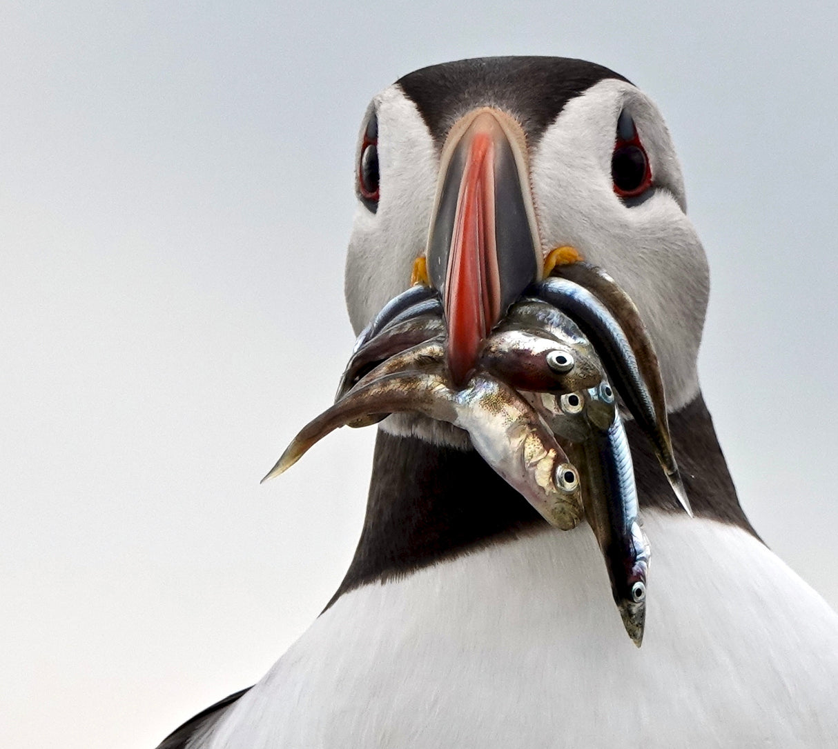 Fishes For The Pufflings. Poster och Canvastavla