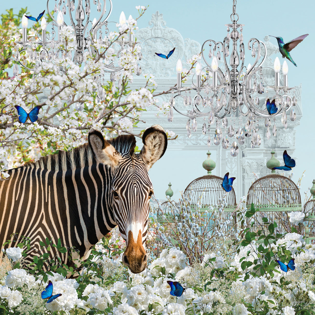 Zebra Dreams Poster och Canvastavla