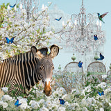Zebra Dreams Poster och Canvastavla