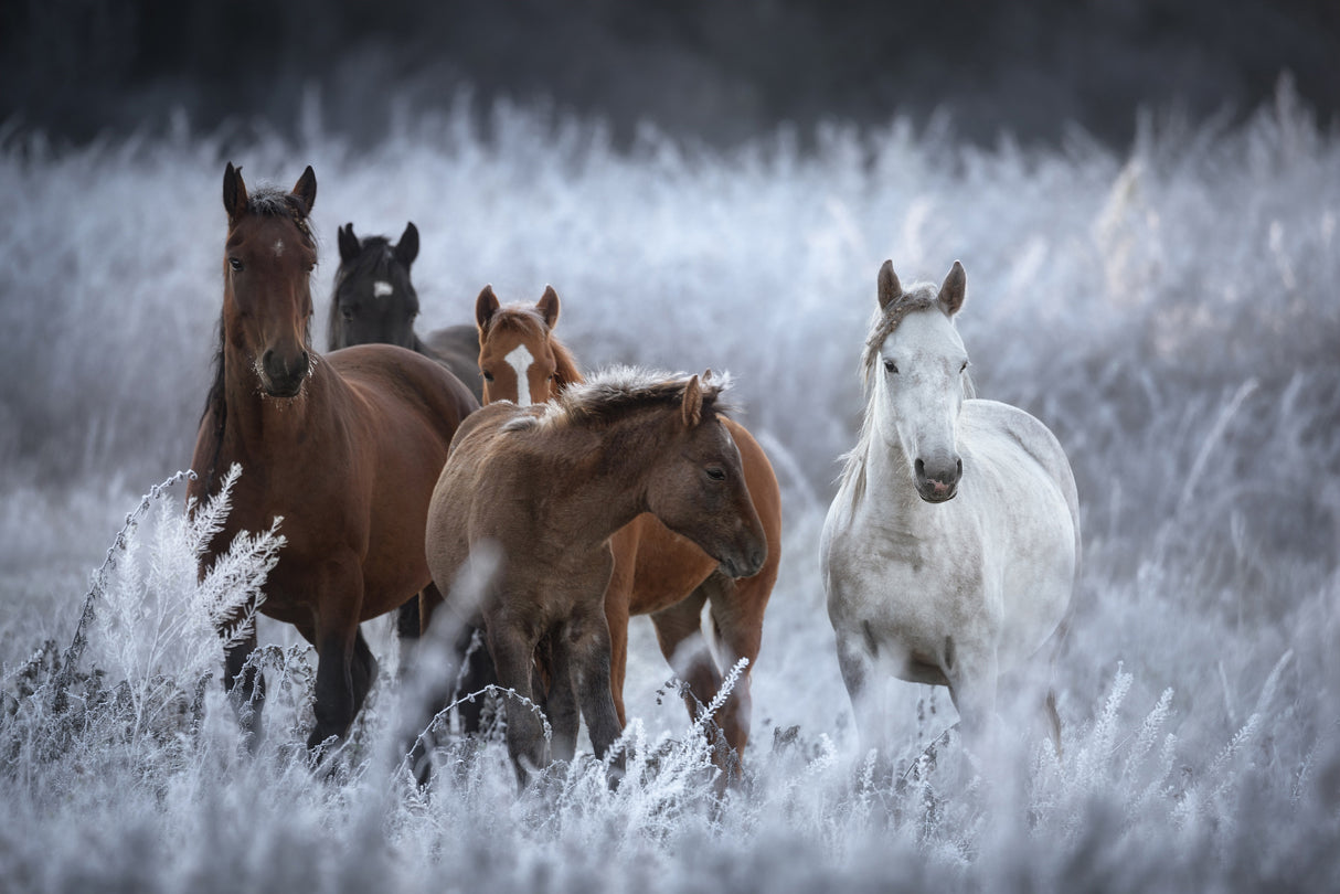 One frosty morning.. Poster och Canvastavla