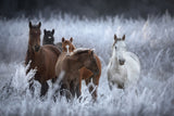 One frosty morning.. Poster och Canvastavla