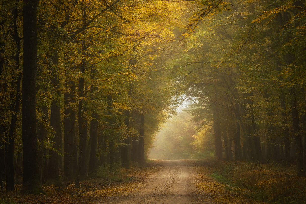 Autumn forest Poster och Canvastavla