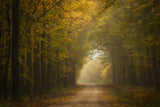 Autumn forest Poster och Canvastavla