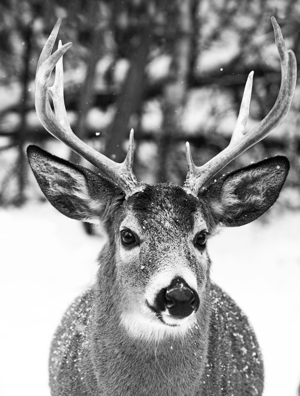 Winter Deer Poster och Canvastavla
