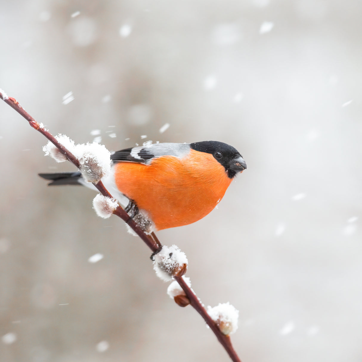 Bullfinch in a snowstorm. Poster och Canvastavla