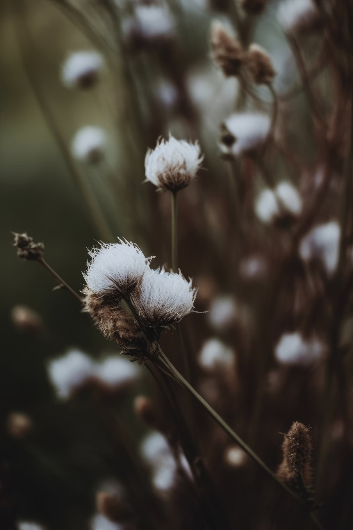 Low Light Nature Poster och Canvastavla