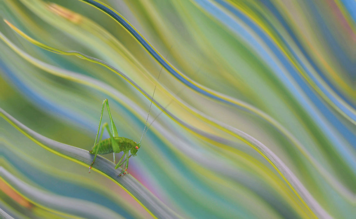 Life is nice in the rainbow... Poster och Canvastavla