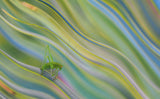 Life is nice in the rainbow... Poster och Canvastavla